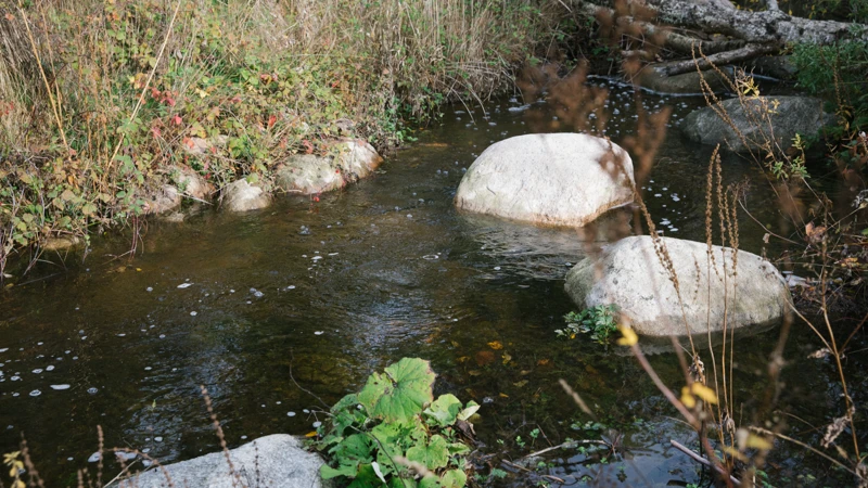 en bäck