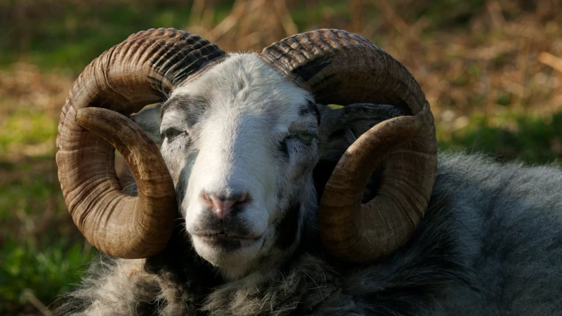 En närbild av en bagge med stora horn